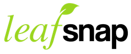 Leafsnap