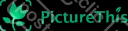 Picturethis